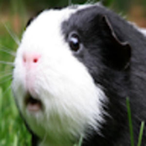 Meet your Posher, Elli